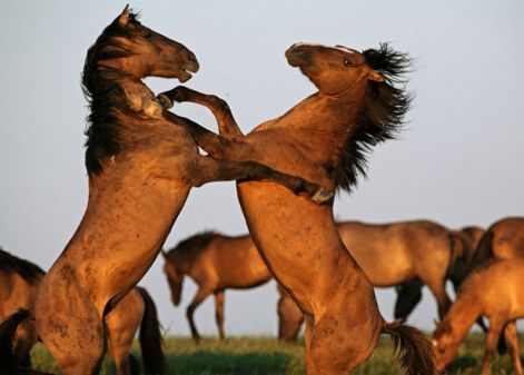 wild-horses-01-615.jpg